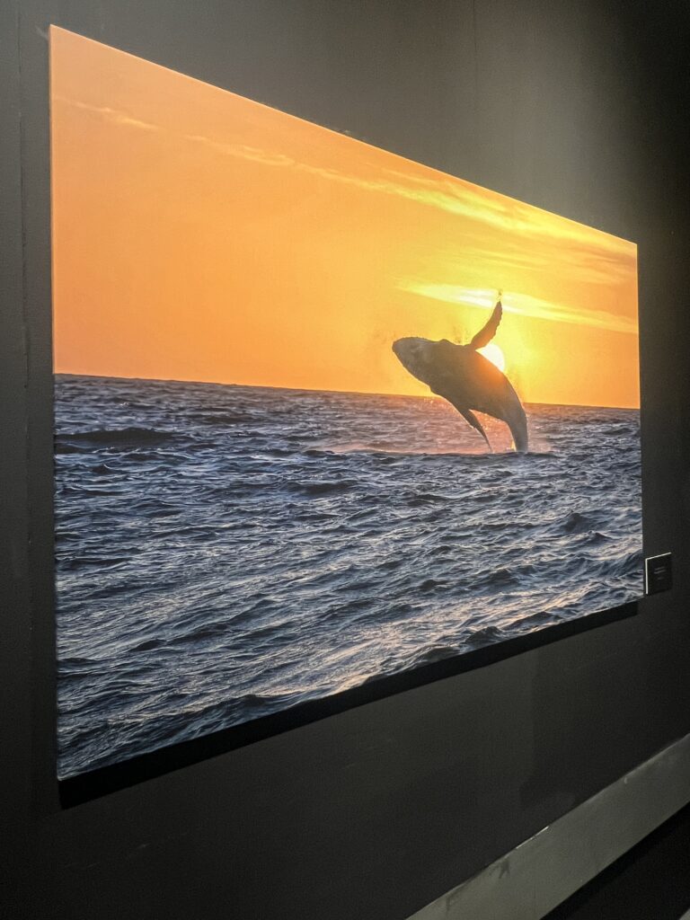 cetacei in una fotografia della mostra Oceani di ghiaccio, mari d’oro al Galata Museo del Mare di Genova.
